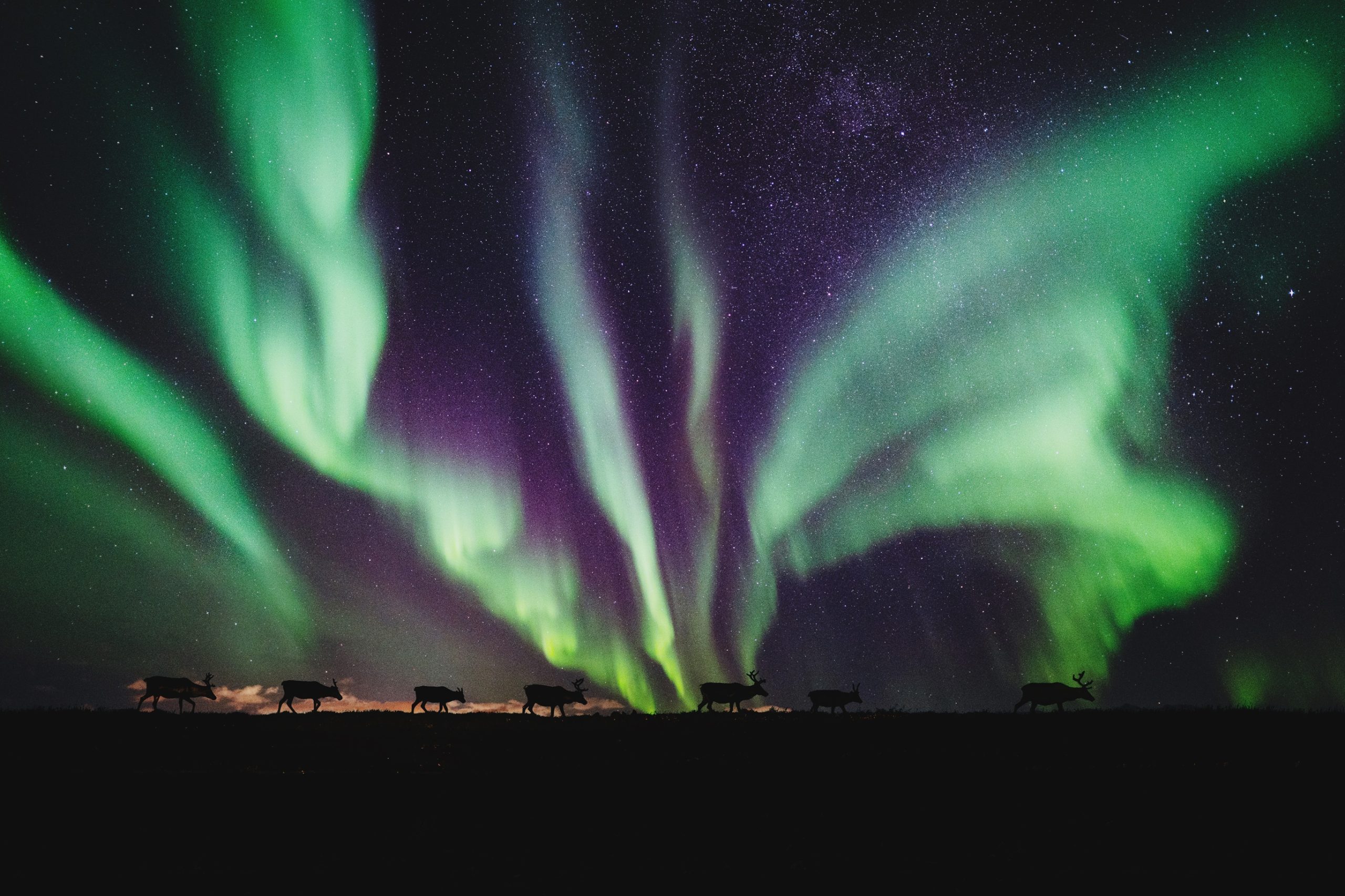 Rein og Nordlys
